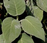Hydrangea aspera ssp. sargentiana