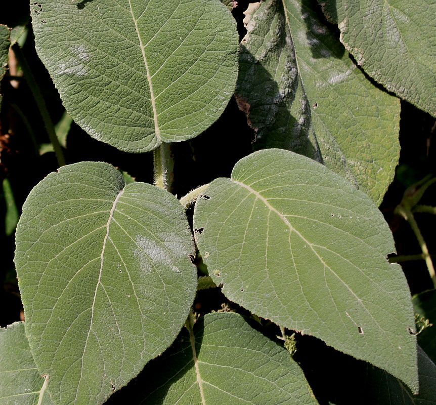 Изображение особи Hydrangea aspera ssp. sargentiana.