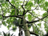 Ceiba speciosa. Крона дерева. Монако, Монте-Карло, сад \"Маленькая Африка\" (\"La petite Afrique\" jardin) напротив Казино. 19.06.2012.