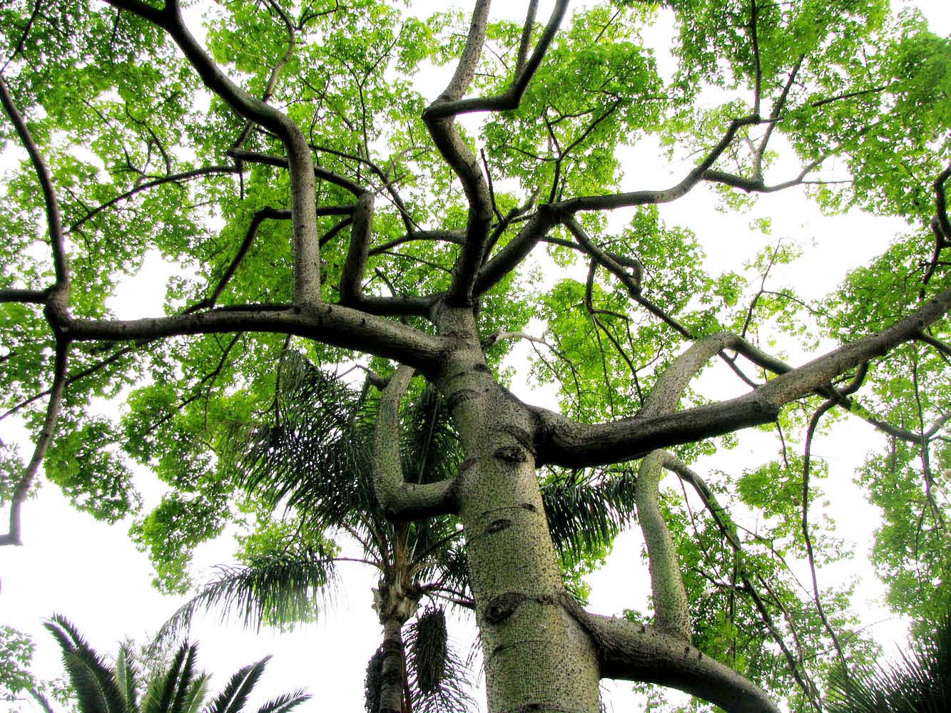 Изображение особи Ceiba speciosa.