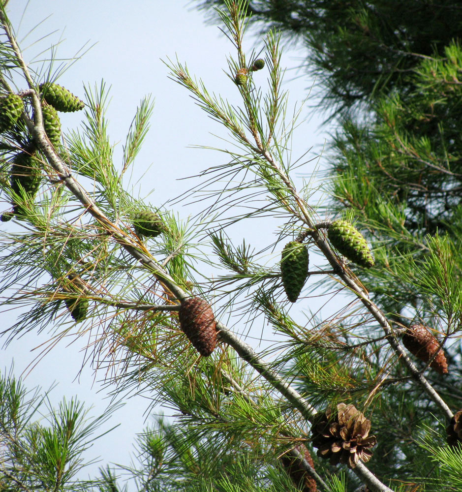 Изображение особи Pinus halepensis.