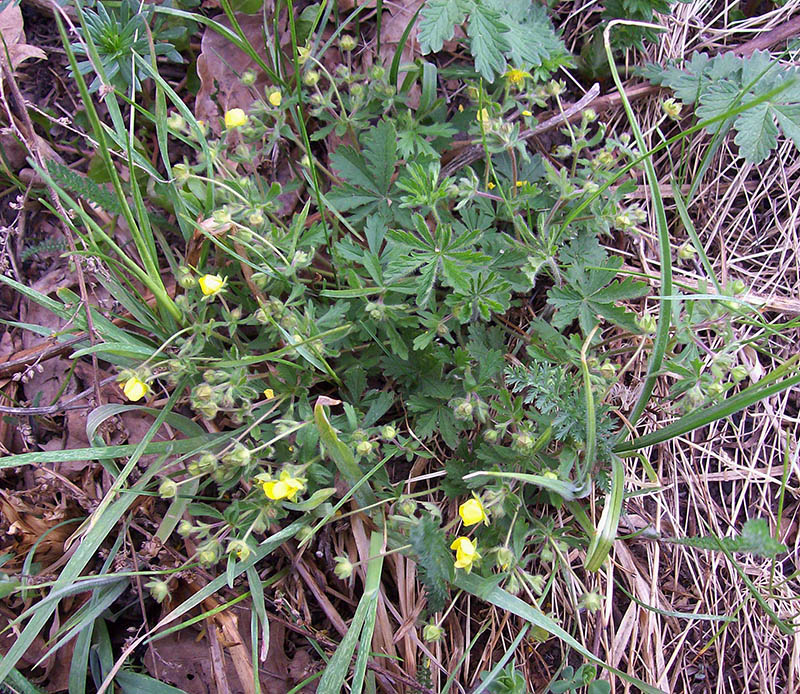 Image of Potentilla heptaphylla specimen.