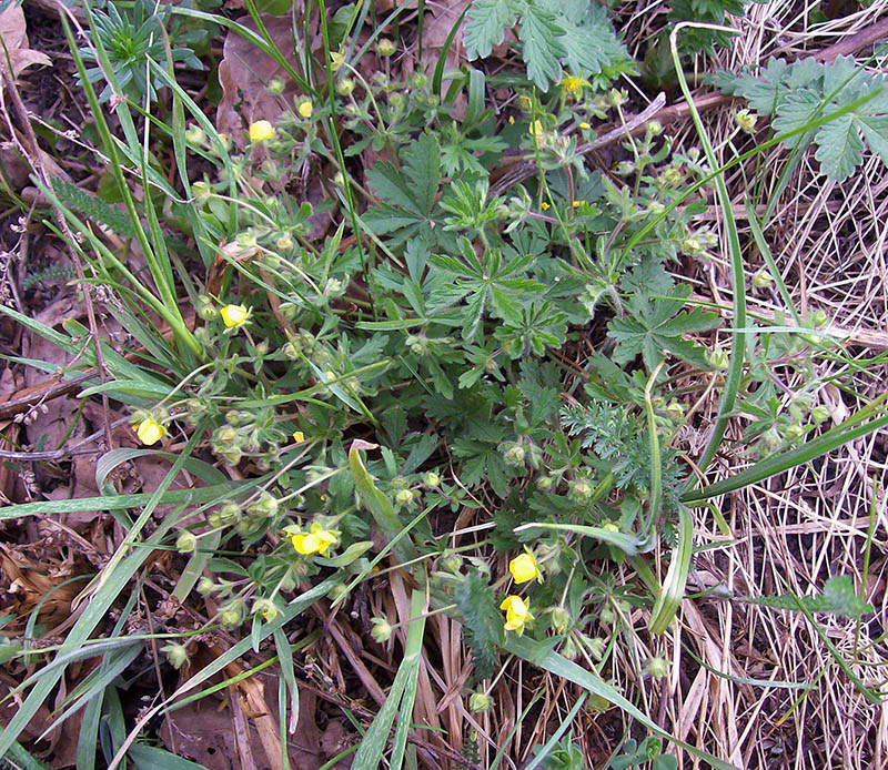 Изображение особи Potentilla heptaphylla.