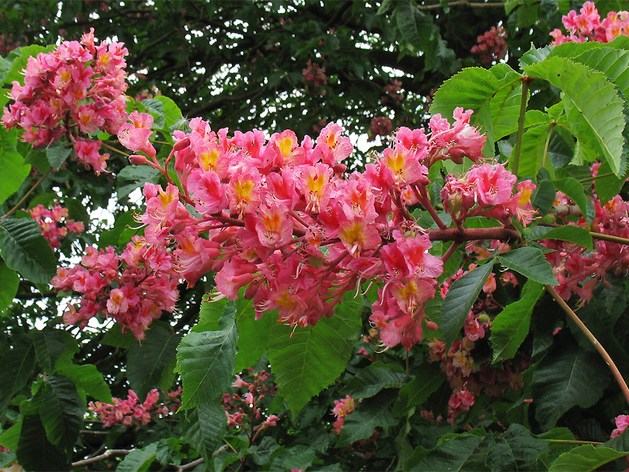 Image of Aesculus &times; carnea specimen.