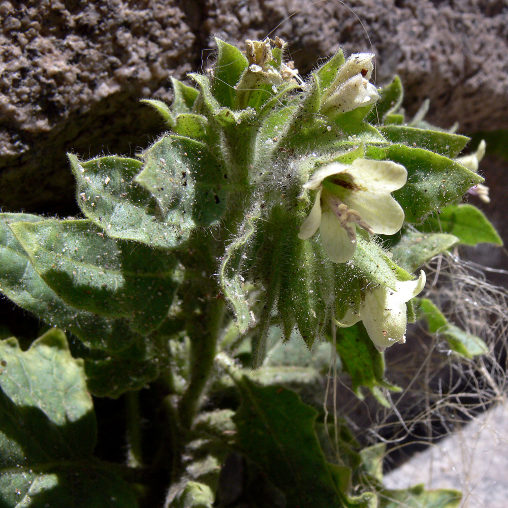 Image of Hyoscyamus albus specimen.