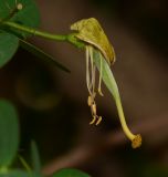 Bauhinia tomentosa