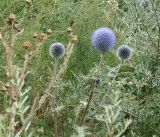 Echinops chantavicus