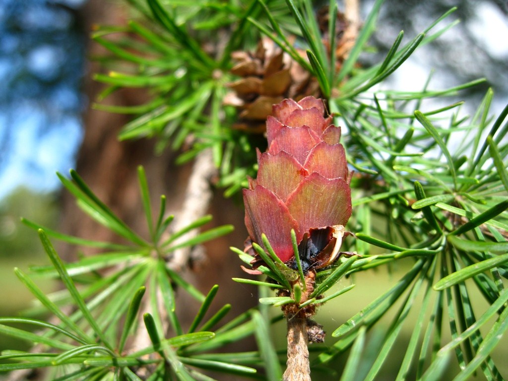 Изображение особи Larix cajanderi.