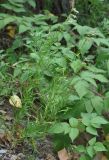Silene foliosa. Цветущее растение. Хабаровский край, сопка Двух Братьев. 26.07.2012.