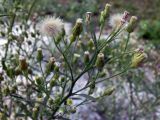 Conyza canadensis