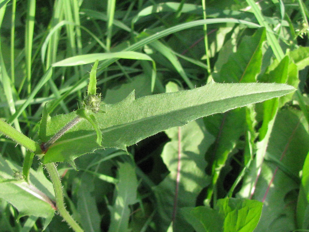 Image of Picris hieracioides specimen.