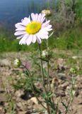 Chrysanthemum zawadskii