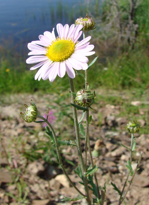 Image of Chrysanthemum zawadskii specimen.