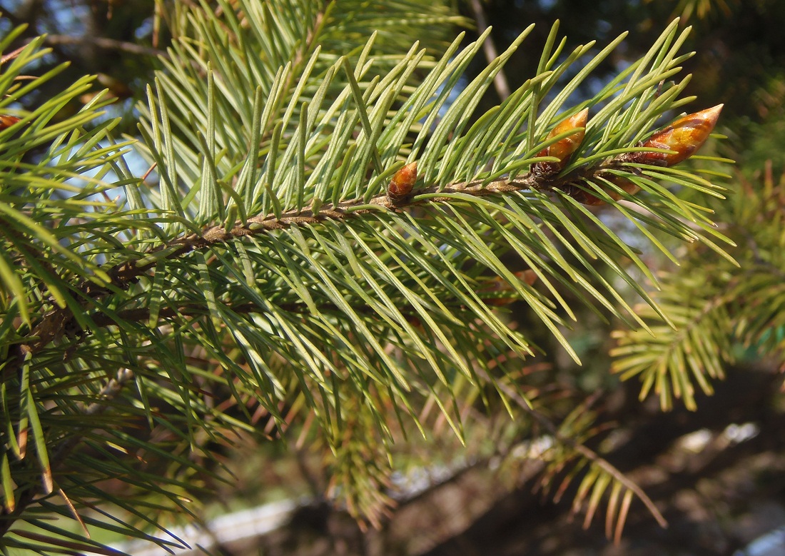 Изображение особи Pseudotsuga menziesii.