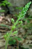 Listera ovata. Соцветие. Крым, окр. Соколиного, Большой Каньон, буковый лес. 3 мая 2013 г.