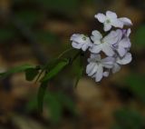 Cardamine bulbifera