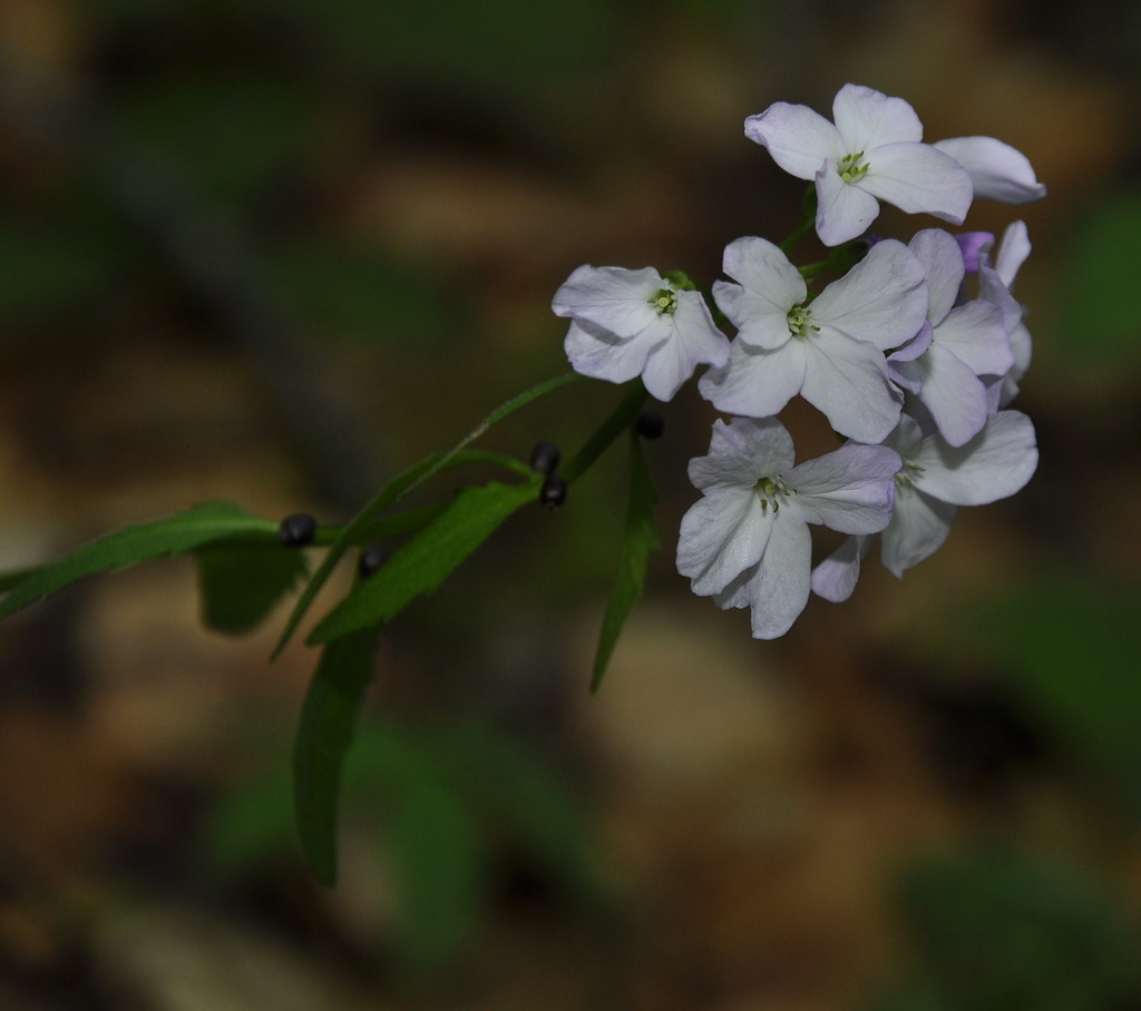 Изображение особи Cardamine bulbifera.