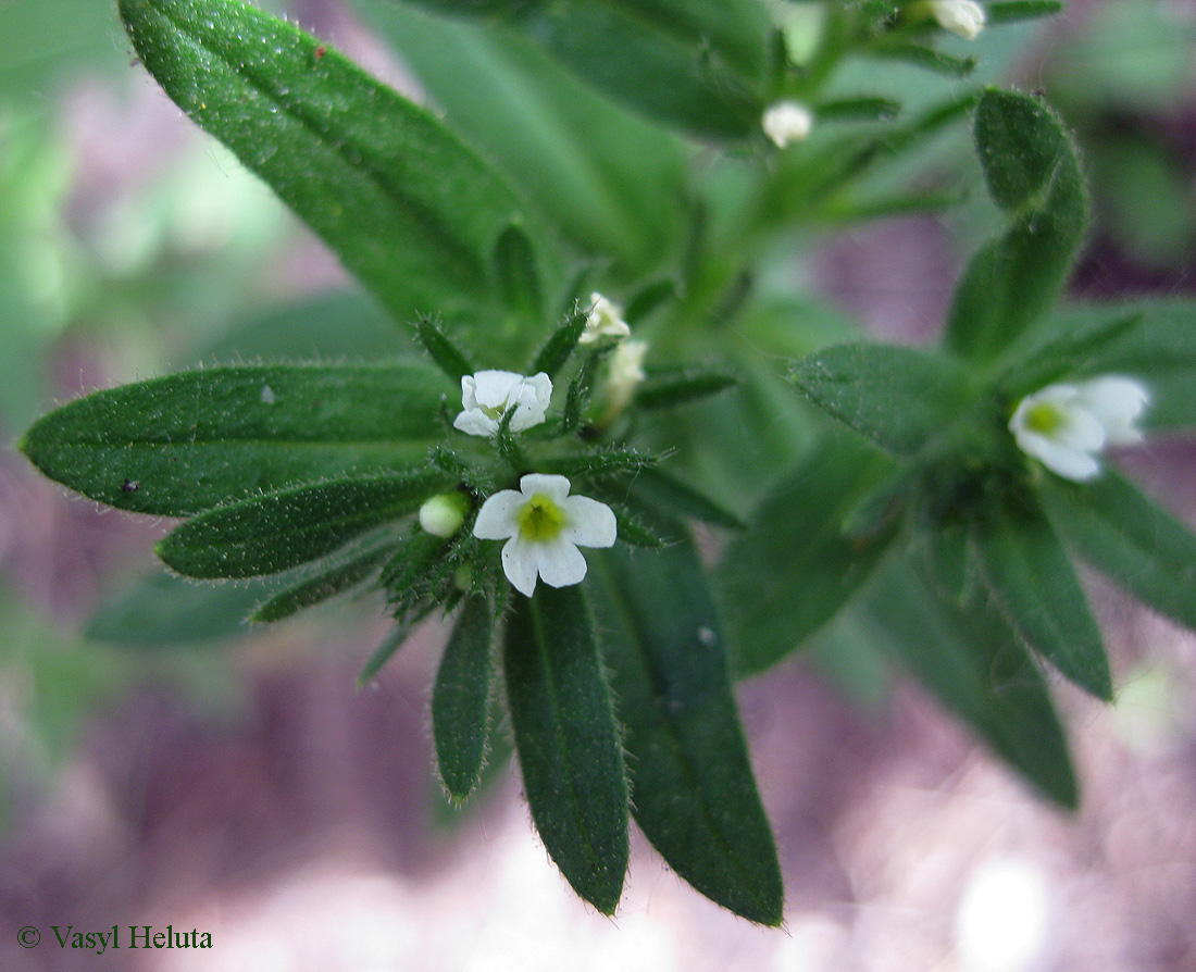 Изображение особи Buglossoides rochelii.