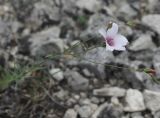 Linum tenuifolium