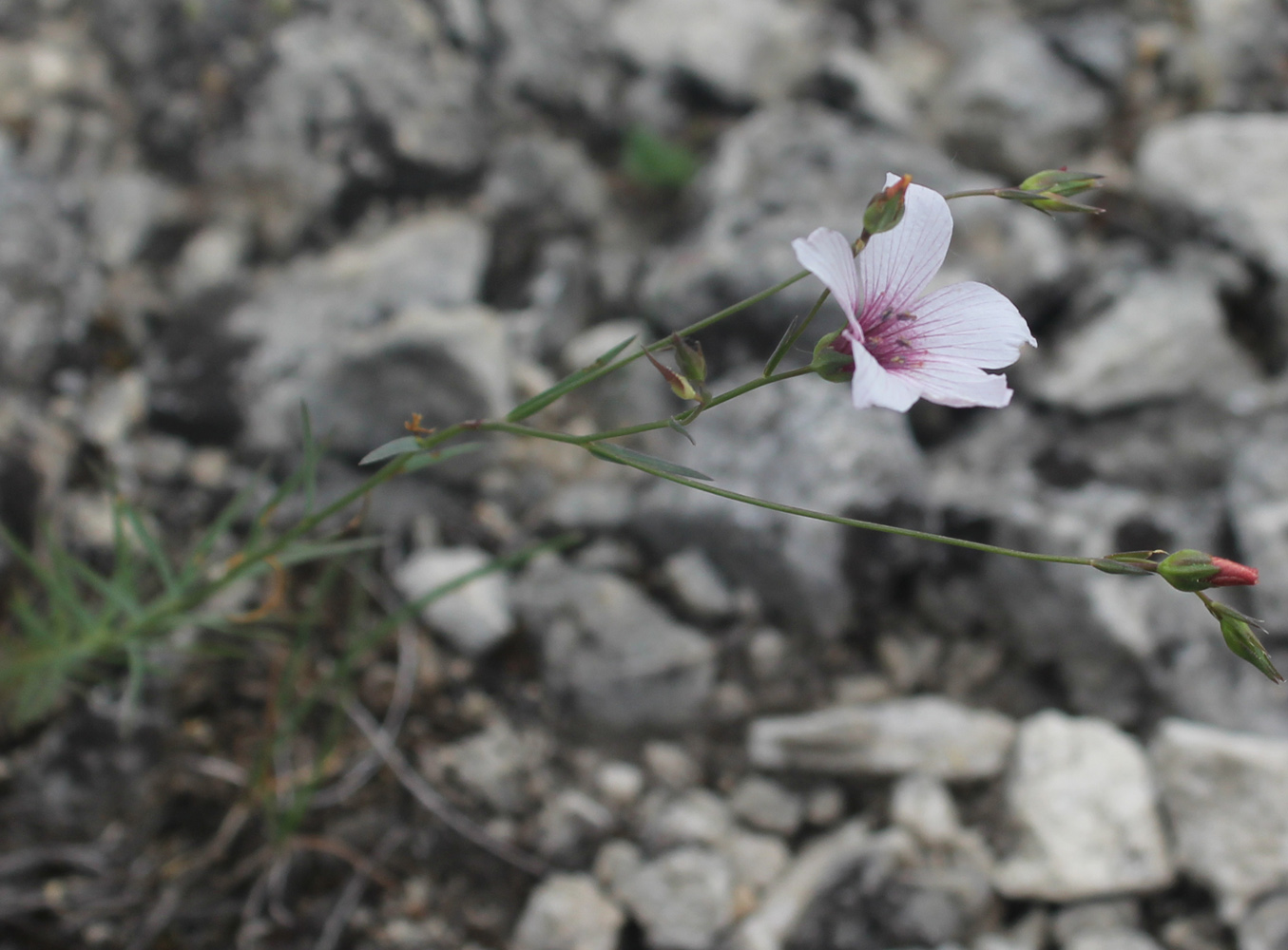 Image of Linum tenuifolium specimen.