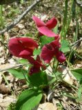 Lathyrus rotundifolius