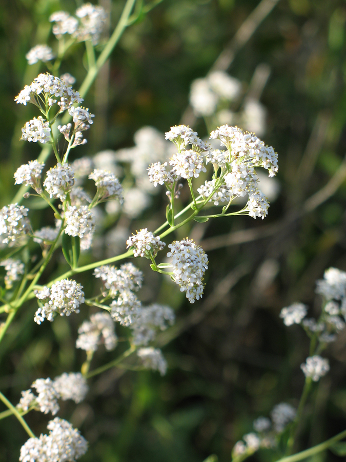 Image of Lepidium latifolium specimen.