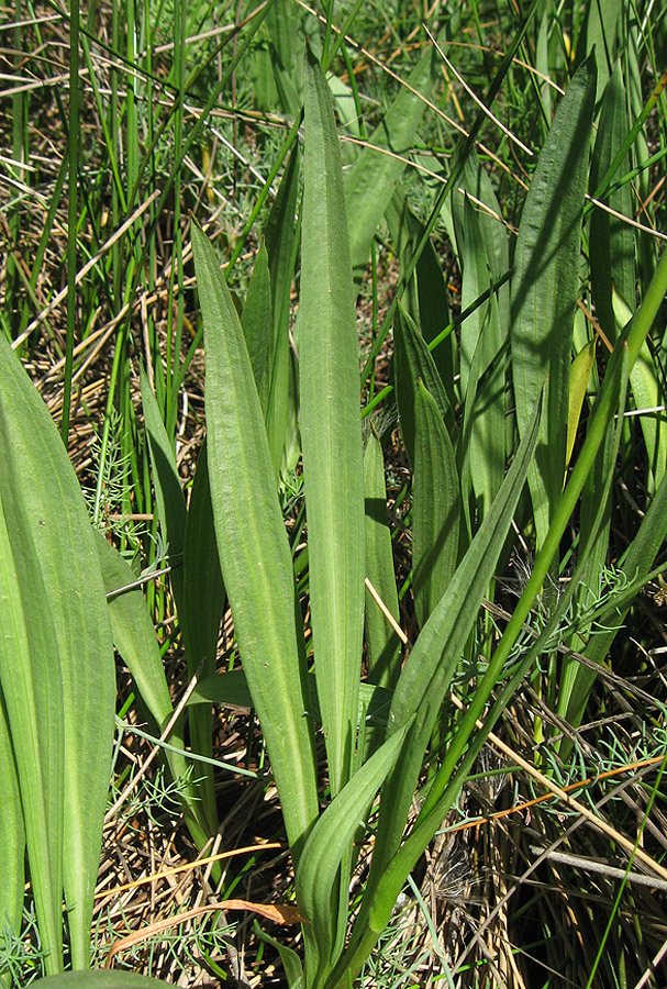 Image of Scorzonera parviflora specimen.