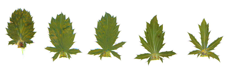 Image of Eryngium planum specimen.