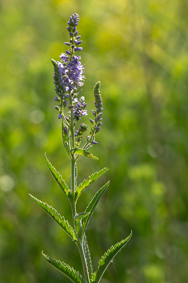 Image of Veronica spuria specimen.