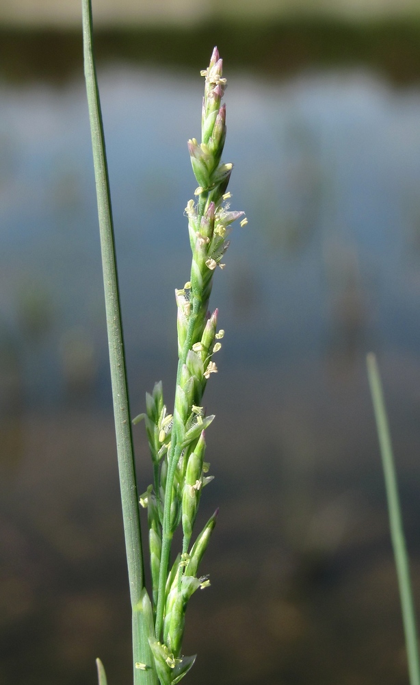 Изображение особи Puccinellia maritima.