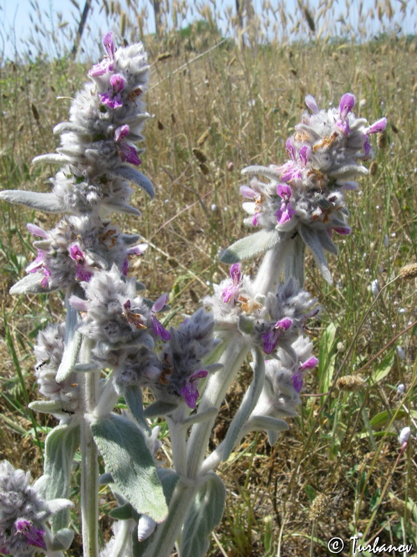 Image of Stachys cretica specimen.