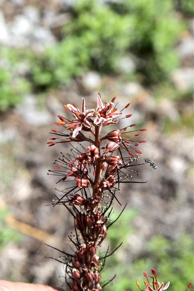 Image of Eremurus regelii specimen.