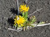 genus Taraxacum. Цветущее растение с кормящейся бабочкой. Камчатский край, Ключевская группа вулканов, Толбачинский дол. 19.07.2013.