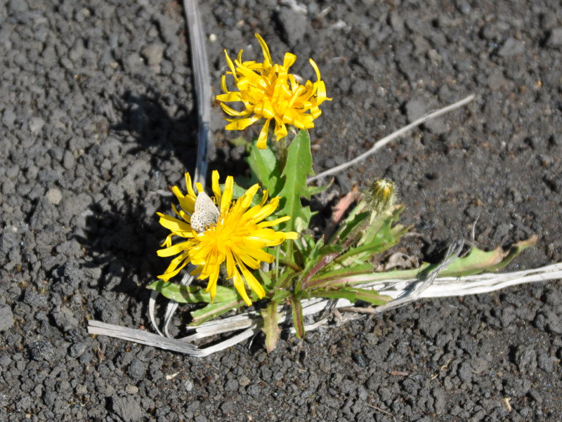 Изображение особи род Taraxacum.
