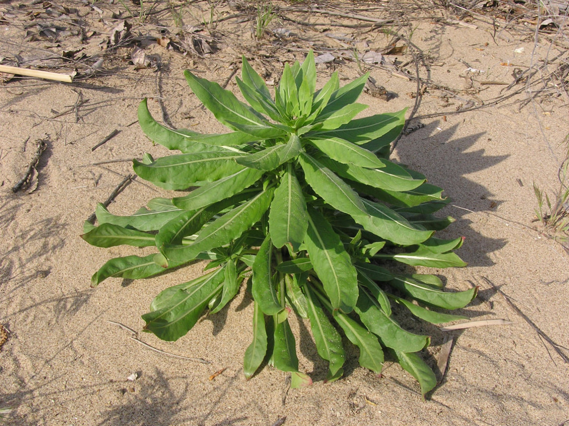 Изображение особи род Oenothera.