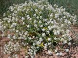 Crambe maritima