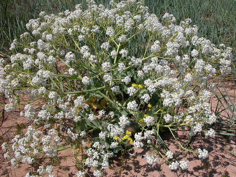 Изображение особи Crambe maritima.