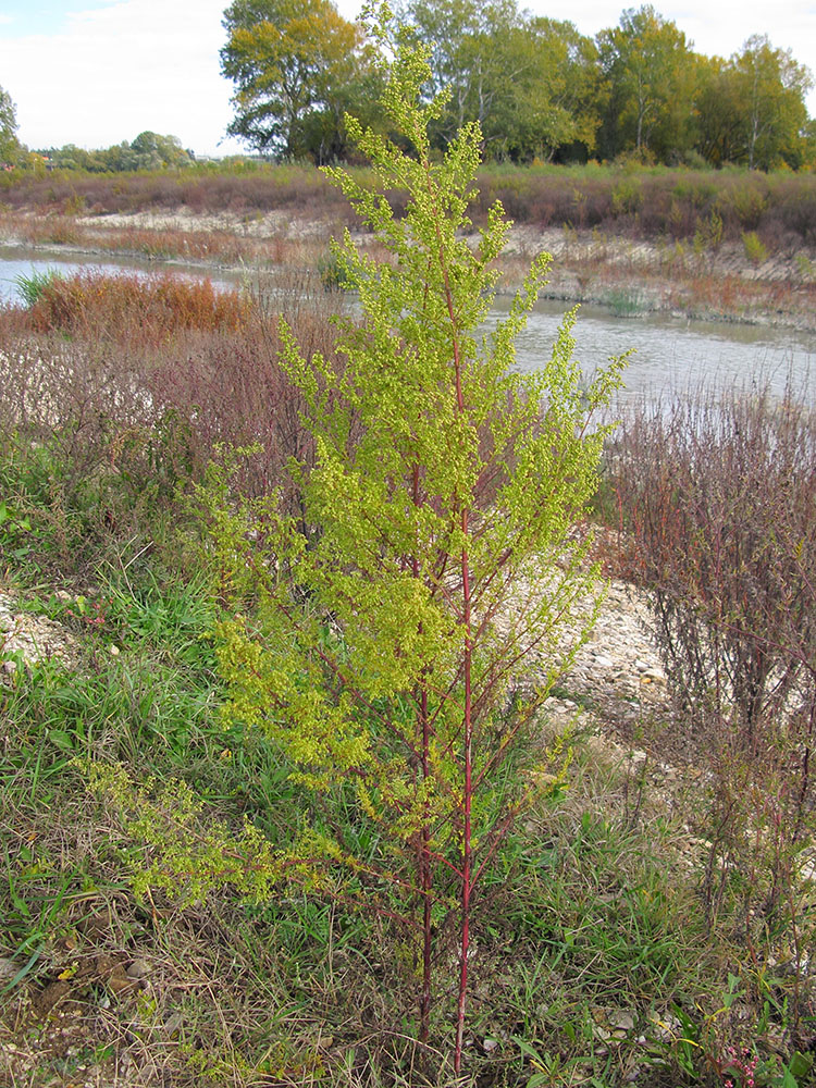 Image of Artemisia annua specimen.