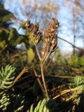 Sedum reflexum. Сухое соплодие. Краснодарский край, г. Крымск, территория ОСС, поляна в насаждениях клёнов и платанов. 24.10.2013.