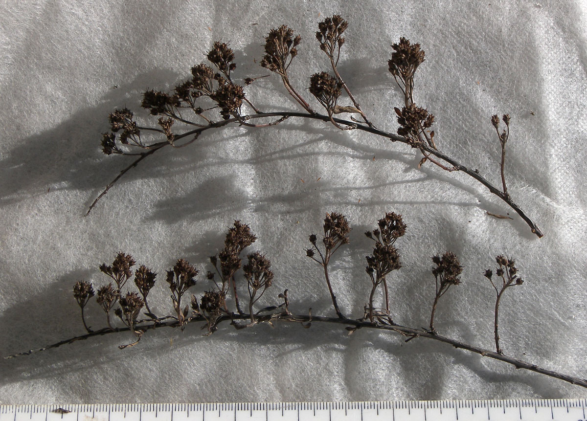 Image of Spiraea crenata specimen.