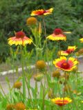 Gaillardia aristata