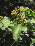 Hedera helix. Верхушка побега с соцветиями. Южный берег Крыма, окр. с. Кипарисное. 7 октября 2013 г.