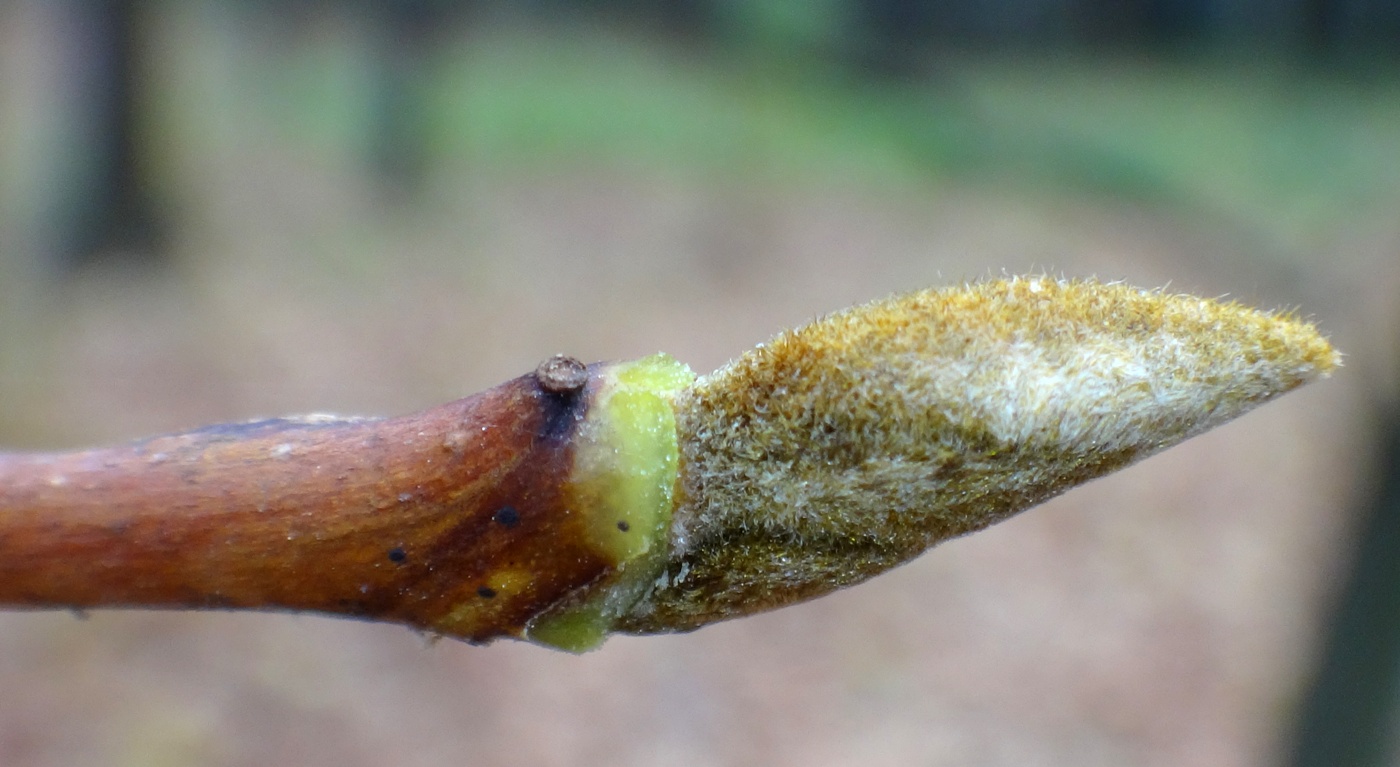 Изображение особи Styrax obassia.