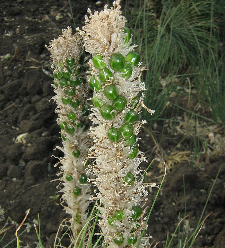 Изображение особи Asphodeline taurica.