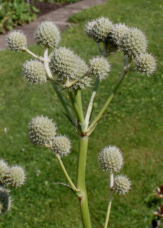 Изображение особи Eryngium yuccifolium.