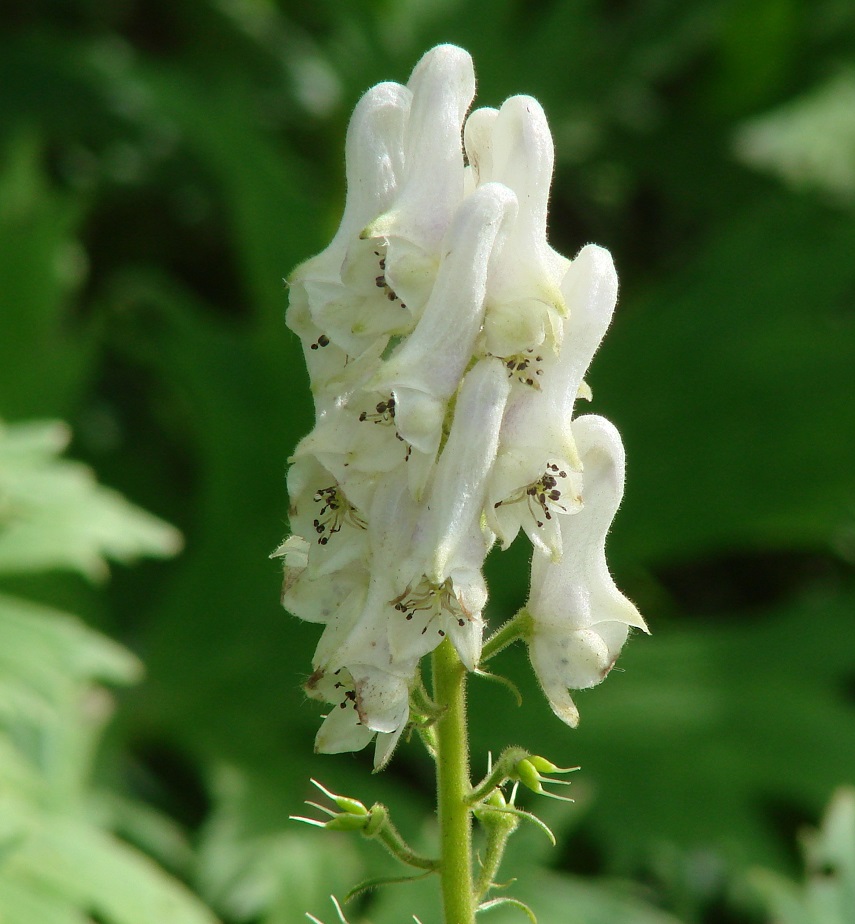 Изображение особи Aconitum septentrionale.