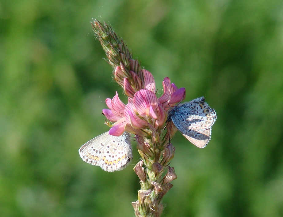 Изображение особи Onobrychis arenaria.