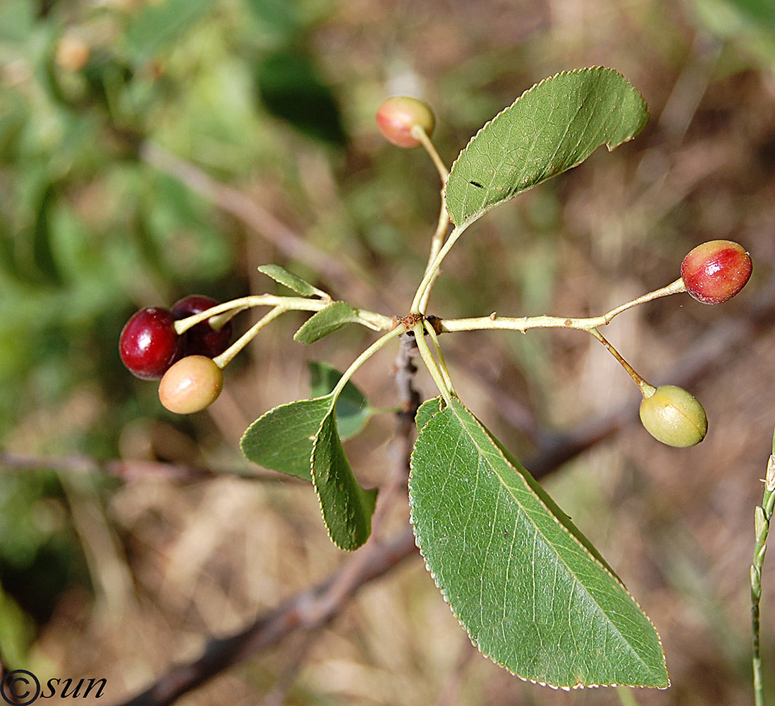 Image of Cerasus vulgaris specimen.