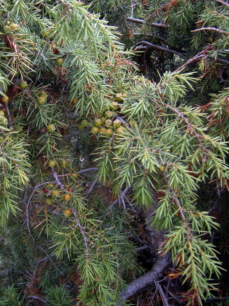 Image of Juniperus deltoides specimen.