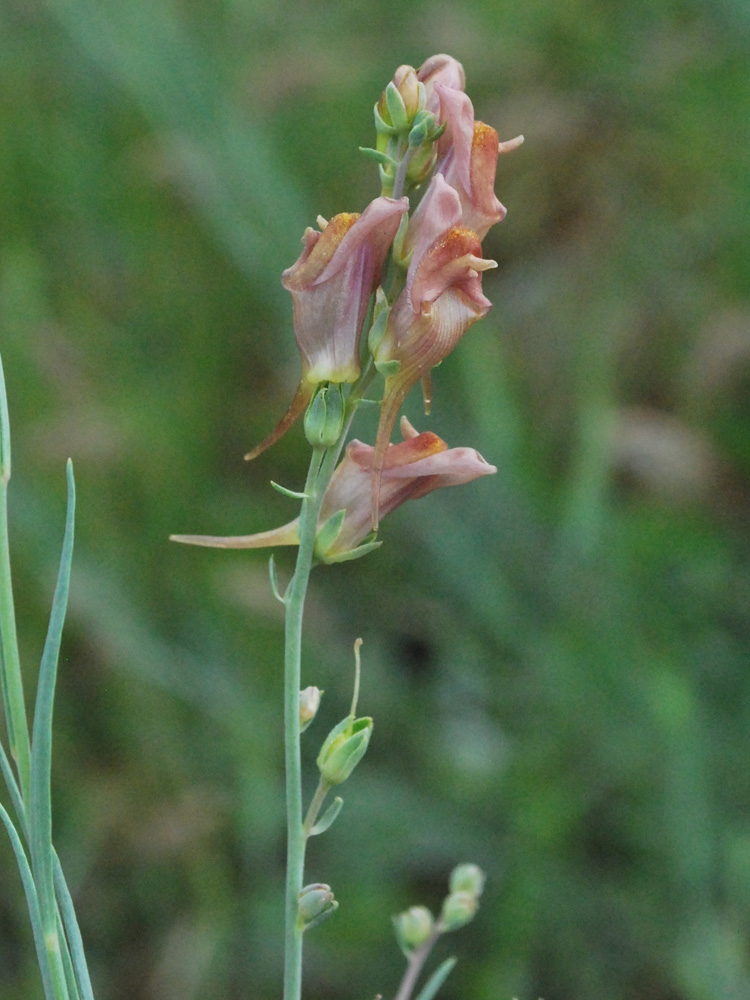 Изображение особи Linaria popovii.